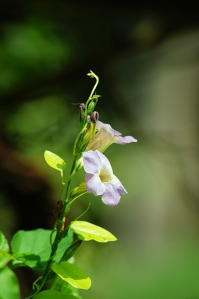 小清新牵牛花摄影图片